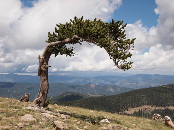 Conifer Treasury of the USA